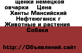 щенки немецкой овчарки! › Цена ­ 20 000 - Ханты-Мансийский, Нефтеюганск г. Животные и растения » Собаки   